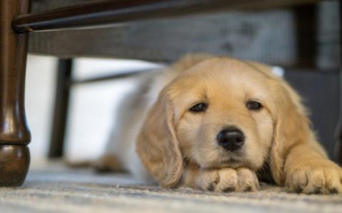 Acute Vomiting in Dogs