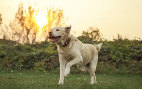 Exercise-Induced Collapse in Dogs