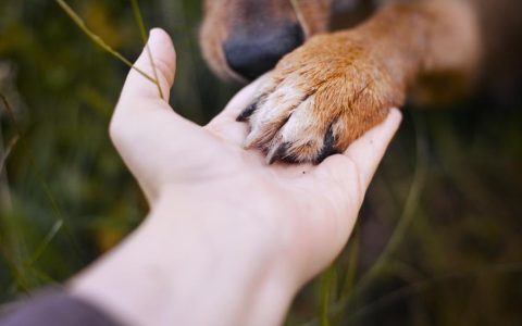 Nail Infections in Dogs