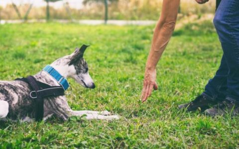 4 Hand Signals for Dogs That You Can Teach Your Pup