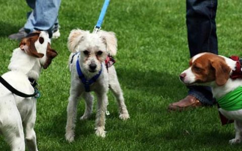 Out and About: Meeting and Greeting 'Strange' Dogs