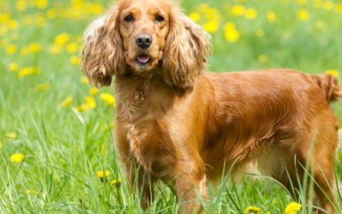 Gallbladder Obstruction in Dogs