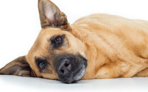 Intestinal Disorder (Loss of Motility) in Dogs