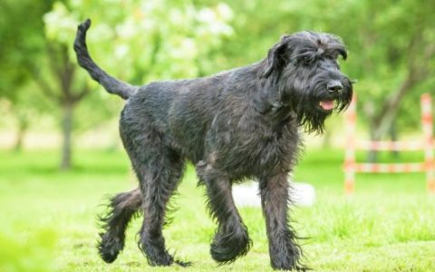 Failure to Absorb Vitamin B12 in Dogs