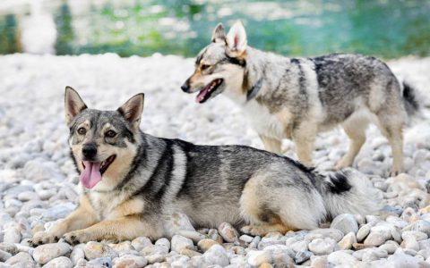 Swedish Vallhund