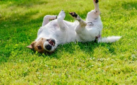 How to Get Rid of Tapeworms in Dogs