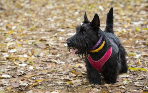 Scottish Terrier