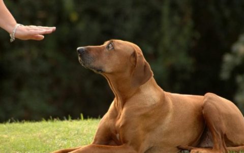 How to Become a Dog Trainer