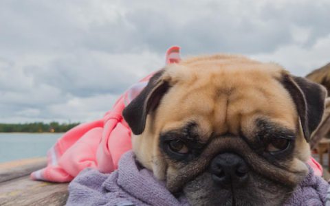 What to Do if Your Pet Gets Sick or Injured on Vacation