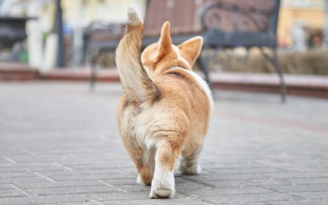 Why Do Dogs Wag Their Tails?