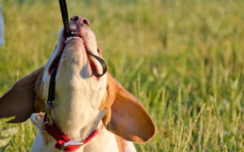 How Pet Parents Can Cope with Behavioral Problems in Pets