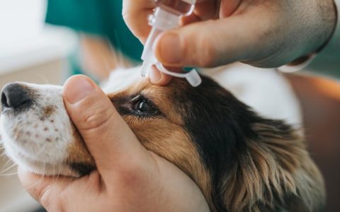 Conjunctivitis in Dogs (Pink Eye)