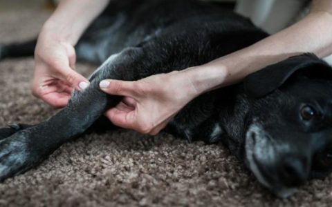 Natural Pain Relief for Dogs