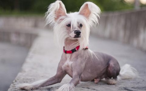 Chinese Crested