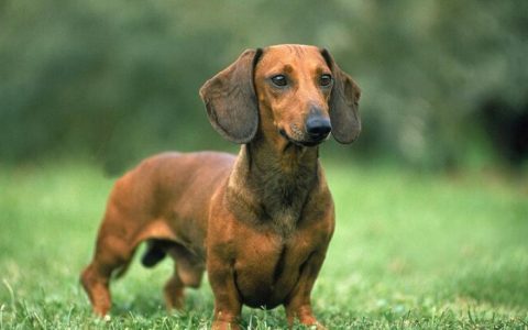 Dachshund