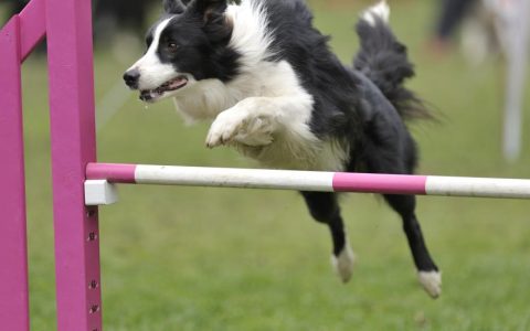 Dog Agility 101