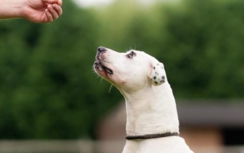 Tips for Finding Your Pup's Million-Dollar Dog Training Treats