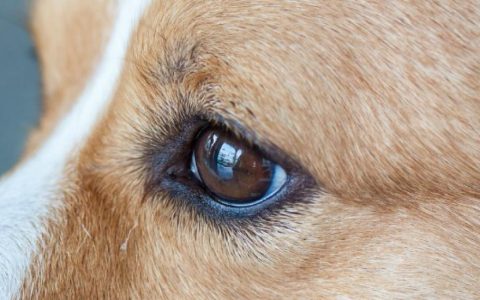 Eye Defects (Congenital) in Dogs