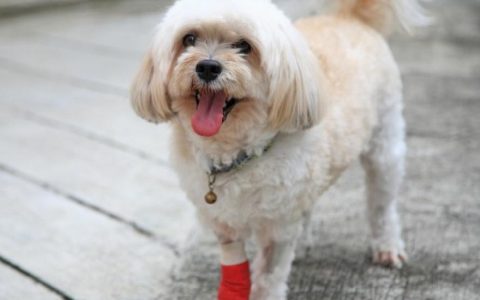 Front Leg Injury in Dogs