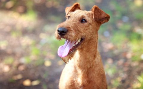 Irish Terrier