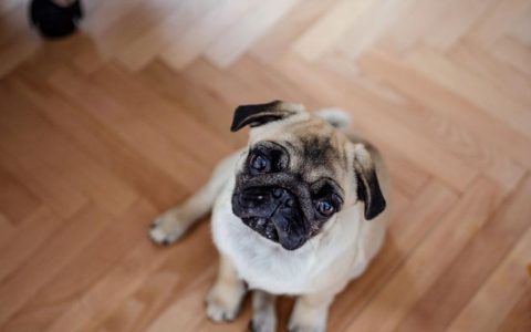 Rhinitis and Sinus Infections in Dogs