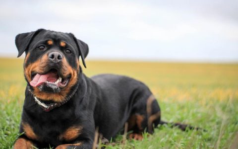 Rottweiler