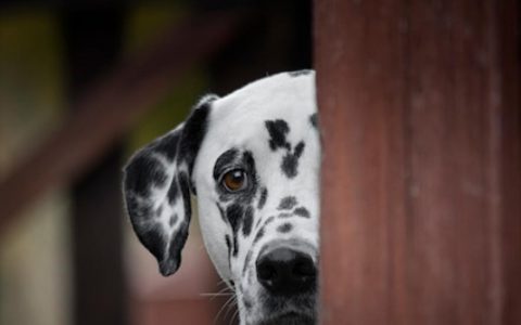 How to Heal an Emotionally Traumatized Pet