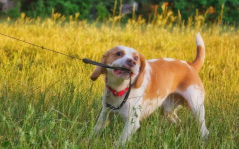 Why Your Dog Won’t Walk on the Leash, From Dog Training to Health Issues