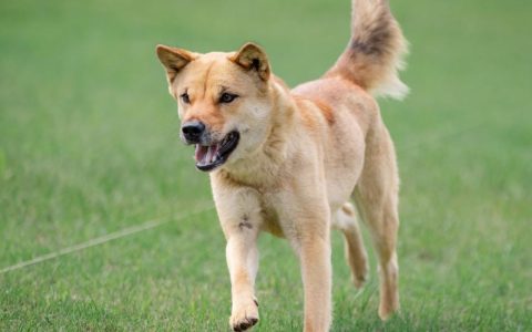 Jindo