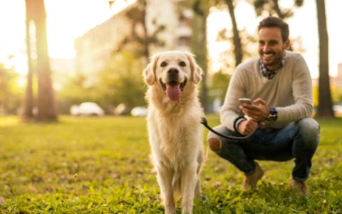 How to Apply the Premack Principle to Dog Training