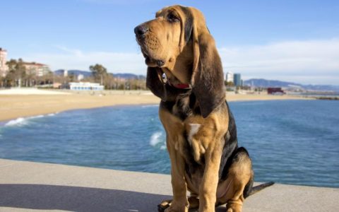 Bloodhound