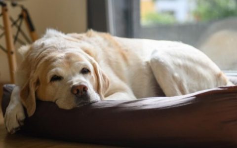 Why Is My Dog Lethargic?