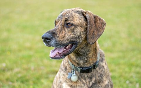 Plott Hound