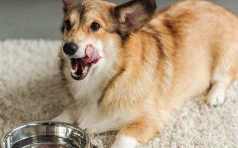 Pedialyte for Dogs: Is It Safe?