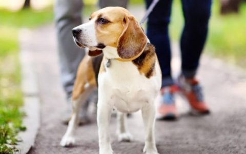 Dog Walking Tips: What Not to Do When Walking Your Dog