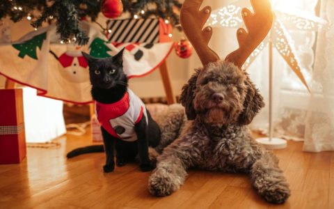 How to Keep Your Pet Calm During Social Gatherings