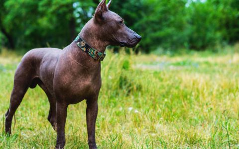 Xoloitzcuintli (Mexican Hairless)