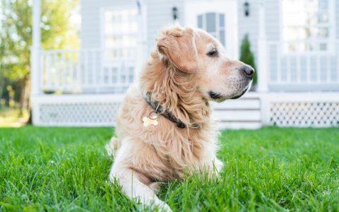 Heartworm Disease in Dogs