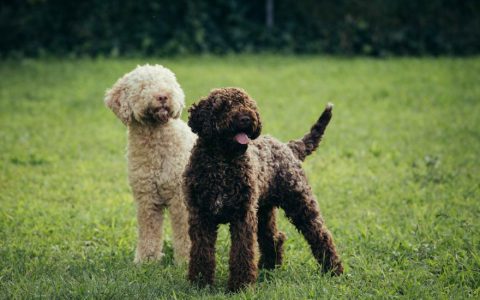 Lagotto Romagnolo