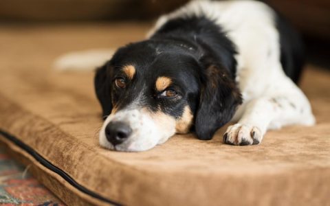 Chronic Vomiting in Dogs