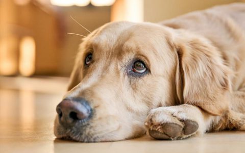 The Evolution of Puppy Dog Eyes