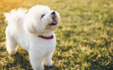 Bichon Frise