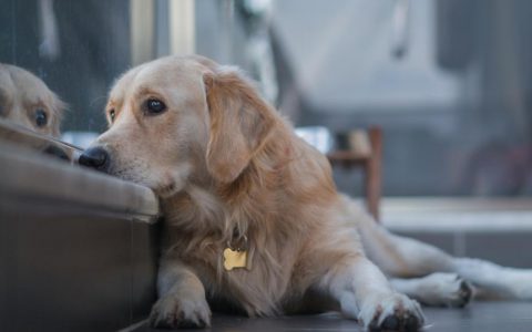 Dog Depression: Signs, Causes, and Treatment