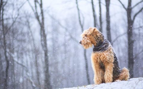 Airedale Terrier