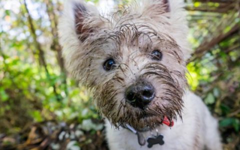 Why Do Dogs Eat Dirt?