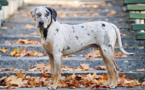 Catahoula Leopard Dog