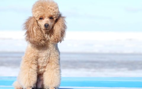 Miniature Poodle