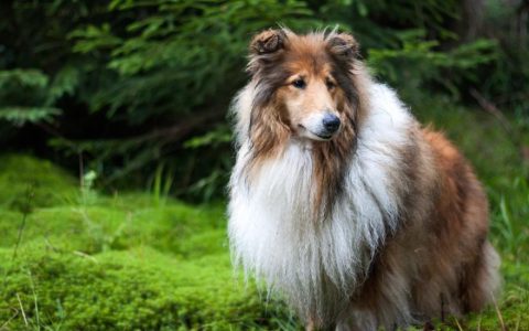 Low White Blood Cell Count in Dogs