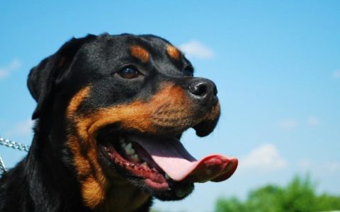 Paralysis of the Jaw in Dogs