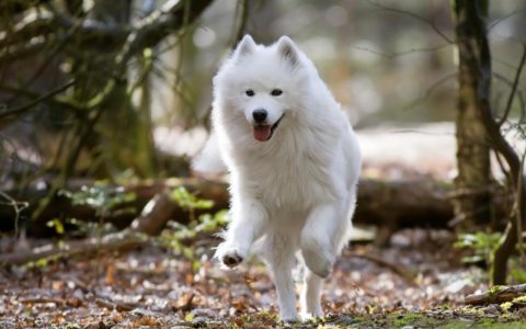 Samoyed